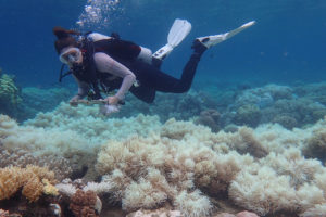 澳大利亚俄耳甫斯岛附近的一位研究人员证实了上个月空中调查中发现的珊瑚白化现象。