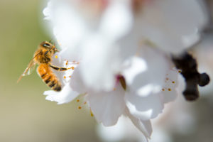 蜂授粉在杏仁果树园的一个开花在普拉斯顿农场在麦克风，加州，2014年。