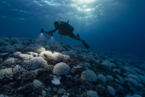 一名潜水员检查漂白珊瑚在2019年的法属波利尼西亚。