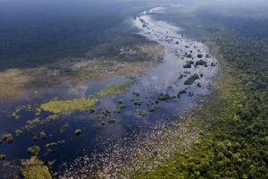 苏门答腊岛的克鲁木坦泥炭沼泽森林。