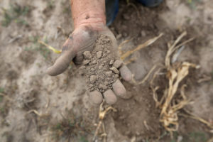 在2012年的干旱期间，堪萨斯州的一名农民通过干旱的表土筛选。