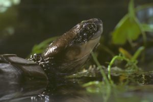 濒临灭绝的西方沼泽乌龟，科学家已重新引入其在澳大利亚的本地栖息地。