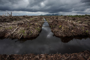 在印度尼西亚西卡利曼丹市的油棕种植园中清理了一个区域。