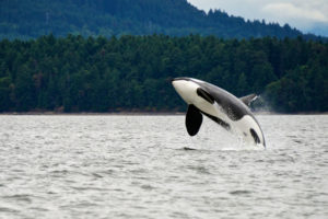 横跨美国和加拿大西部边境的萨利希海仅存75头虎鲸。