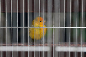 在利马的秘鲁国家森林和野生动物服务收容所，一只藏红花雀被从非法出口中解救出来。