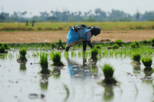 近年来，稻田(比如印度的这片稻田)的甲烷排放量一直在上升。
