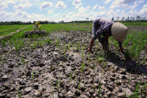 越南湄公河三角洲的一名农民从被盐污染的田野中拉出垂死的水稻植物。
