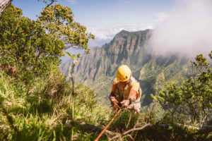 植物学家史蒂夫·帕尔曼(Steve Perlman)沿着绳索进入卡拉劳山谷，这里是夏威夷考艾岛的生物多样性热点。188金博网注册就送188