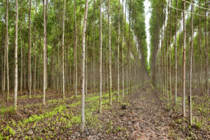 玉米桉树种植园在泰国，树木被收获以制作纸浆。