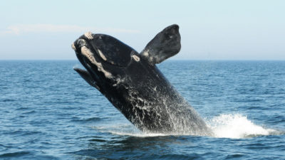 2012年8月，一只北大西洋露脊鲸在芬迪湾突围。