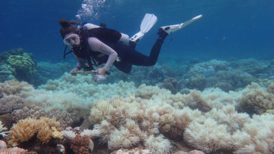 澳大利亚俄耳甫斯岛附近的一位研究人员证实了上个月空中调查中发现的珊瑚白化现象。