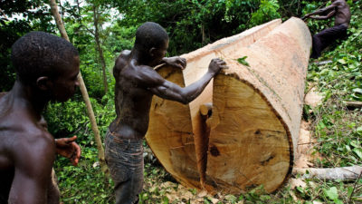 在加纳东部的Asamankese附近，一名当地的伐木工从一棵被砍倒的木棉树上砍下木板。