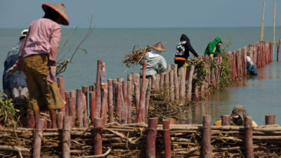 印度尼西亚爪哇德马克地区的村民帮助维护天然木制海堤。