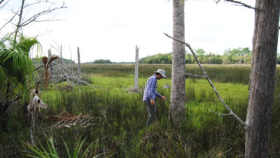 生态学家大卫·卡普兰在佛罗里达洋基镇的Withlacoochee海湾保护区调查濒临死亡的沿海树木。