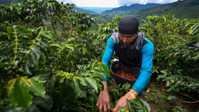 5月，在哥伦比亚Risaralda省的Santuario镇附近，一名工人正在收割咖啡。