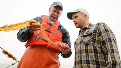 海洋农民布伦·史密斯(右)和生物学家查尔斯·亚里什正在研究收获的海藻。