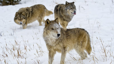 在蒙大拿州的灰狼。