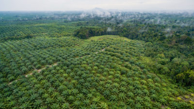 一条油棕榈种植在印度尼西亚西卡利曼丹西部的雨林中侵占。
