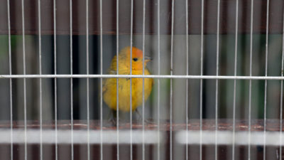 在秘鲁国家森林和野生动物服务庇护所的藏红花雀雀在被非法出口救出后的利马。
