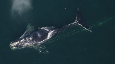 佛罗里达代托纳海滩海岸，一只北大西洋露脊鲸被渔具缠住。