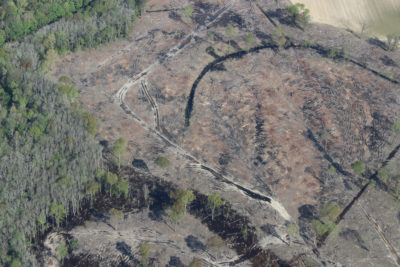位于北卡罗来纳州东北部塔尔-帕姆利科河流域的一片被砍伐的森林。