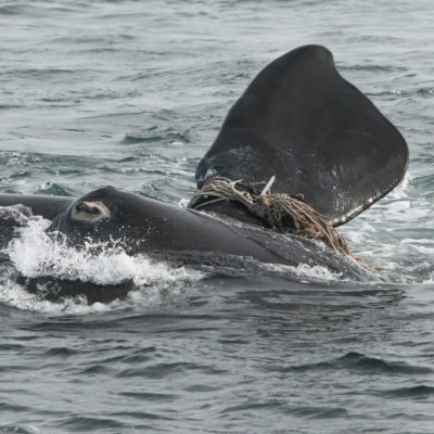 左：新英格兰水族馆科学家在欧洲湾的右鲸上收集数据。右：鲸鱼缠绕在钓鱼线上，可以导致骨损伤，感染，最终死亡。