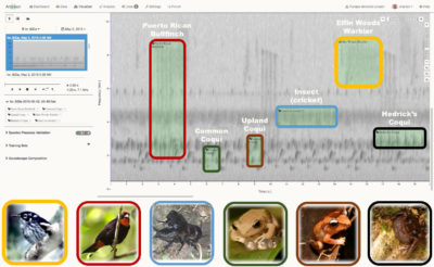 来自Puerto Rico的20秒频谱图，显示了各种音频频率，包括这六种物种的呼叫。