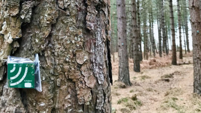 在新森林国家公园的Audiomoth记录装置，在U.K.，它正在寻找新森林蝉的声音。