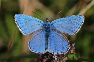 英格兰的Yoesden Nature Preserve中的一种罕见的Adonis Blue Butterfly。