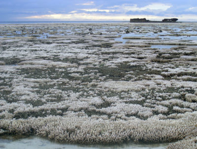 2016年，一股热浪席卷了澳大利亚海岸，导致大面积珊瑚白化，影响了大堡礁90%的面积。