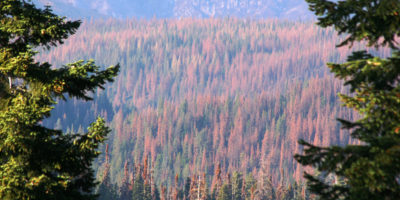枯死的松树覆盖着红杉国家公园(Sequoia National Park)边缘的一个斜坡，它们的针叶因为加州历史上的干旱而变成了橙色。