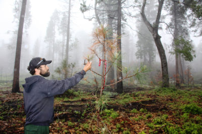 亚当·埃尔南德斯在塞拉国家森林一场规定的火灾发生四个月后检查一棵小松树。