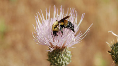 犹他州是1,100个野生蜜蜂种类的家园，包括在这里看到的棕色带朝向蜂蜜蜜蜂。