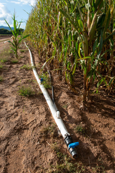 滴灌，在佛得角谷的甜玉米领域看到，比在西南农民使用的洪水或沟里灌溉的洪水或沟灌水中的水得多。