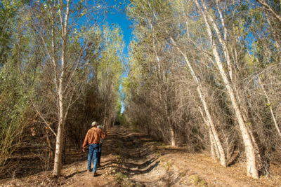索诺拉研究所的弗朗西斯科·萨莫拉和植物学家西莉亚·阿尔瓦拉多在科罗拉多河三角洲拉古纳格兰德一处他们帮助修复的杨木森林里散步。三角洲地区700多英亩的土地已经重新造林。