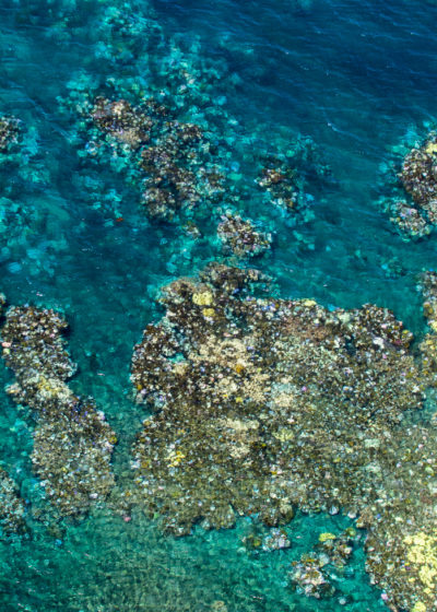 航拍的照片显示，大堡礁500英里范围内珊瑚白化。与周围健康的珊瑚相比，漂白的部分呈现白色或黄色。