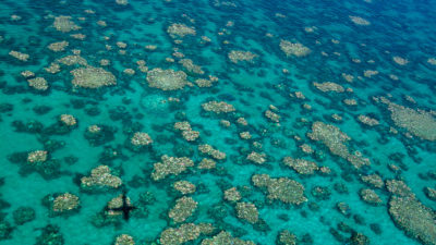 上个月拍摄的大堡礁中部白化的航拍照片。