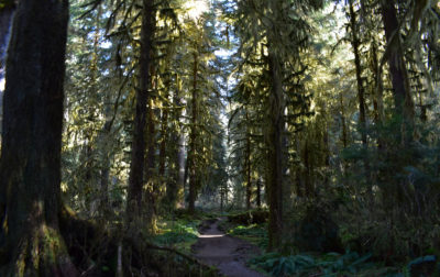 Hoh Rainforest，位于华盛顿州奥林匹克国家公园内。
