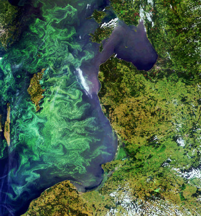 每年的浮游植物在波罗的海绽放，如2005年的这一点，创造了经常延伸超过20,000平方英里的死区。