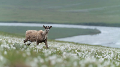 北美驯鹿在北极国家野生动物避难所的棉草上移动。