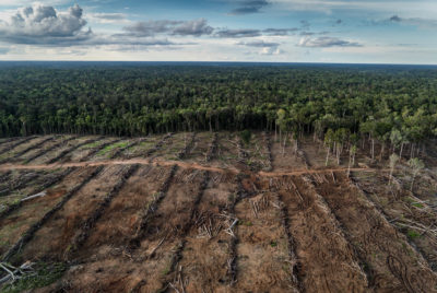 森林在印度尼西亚巴布亚州的棕榈油种植园被清理。