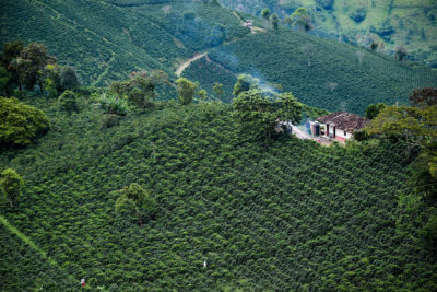 5月，哥伦比亚圣图亚里奥咖啡种植园的鸟瞰图。像这样的小农场受到气候变化和低咖啡价格的打击最为严重。