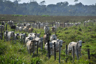 在亚马逊的巴西帕拉州立大学的牛。
