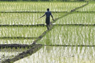 一位农民在印度阿萨姆斯的一场稻田走。洪水稻田是甲烷排放的重要来源。