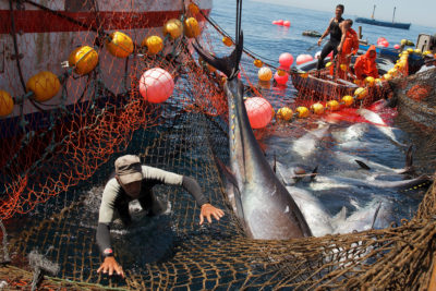 一名渔民搬到2014年西班牙西班牙加剧省海岸的蓝色鳍击中。