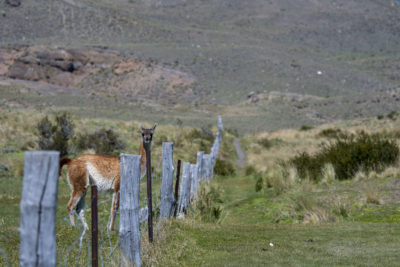北智利南部的围栏的瓜凯。