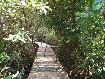 在Wedung村新建的红树林上修建的旅游木板路。