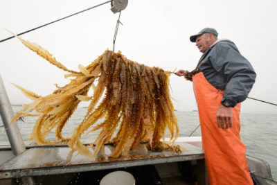 海洋生物学家Charles Yarish在长岛湾的一艘船上拖着海藻。