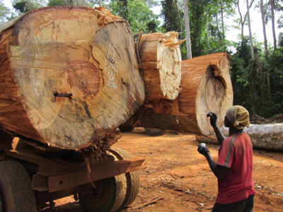 木材标记为在加纳的铣削设施过境。