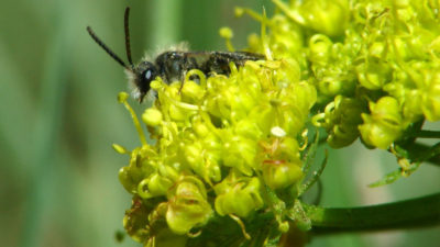 犹他州是1,100种野生蜜蜂种类的家园，包括在这里看到的矿产蜜蜂。
